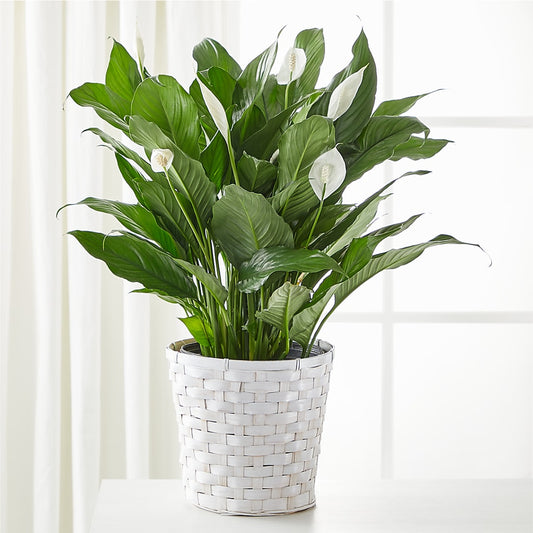 A New Leaf Peace Lily –  Valley Fresca Market, Emporia KS